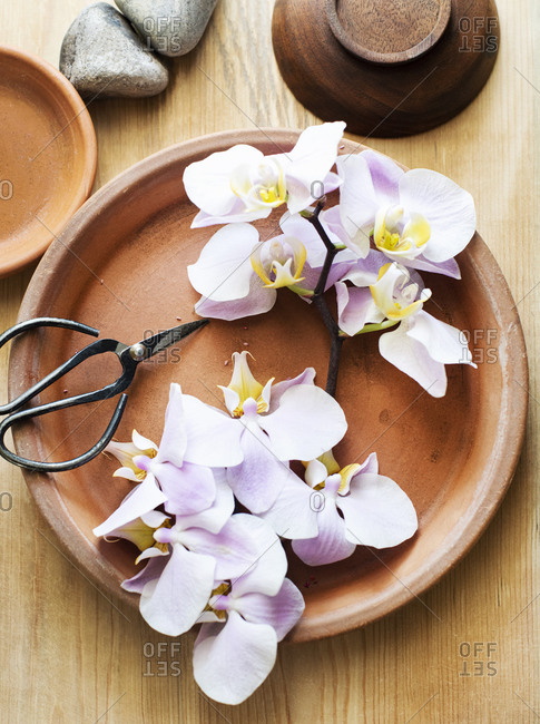 A branch of pink orchids on terracotta plate