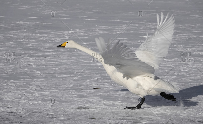 Hooper swan taking off, Lake Kussharo, Akan National Park, Hokkaido, Japan, Asia