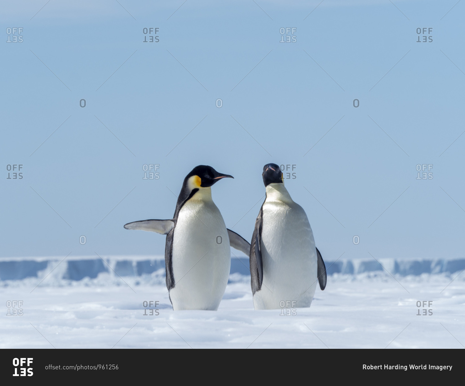 Adult emperor penguins (Aptenodytes forsteri), hauled out on ice near Snow Hill Island, Weddell Sea, Antarctica, Polar Regions