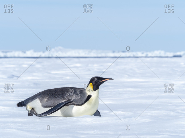 penguin sliding on belly