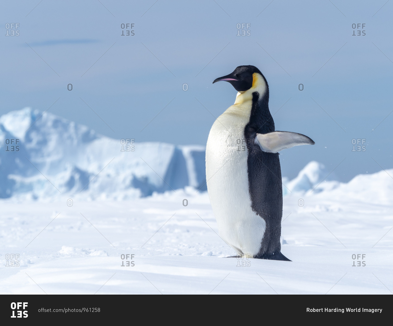 Adult emperor penguin (Aptenodytes forsteri), hauled out on ice near Snow Hill Island, Weddell Sea, Antarctica.