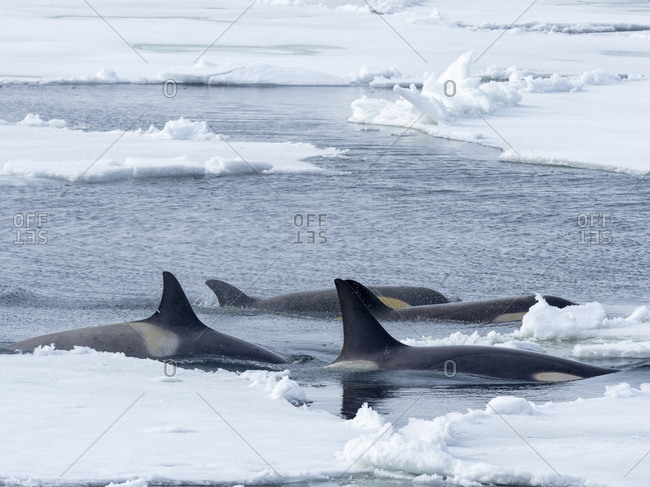 Type Big B killer whales (Orcinus orca) searching ice floes for pinnipeds in the Weddell Sea, Antarctica, Polar Regions