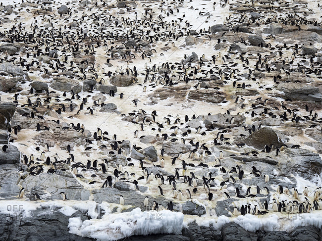 Adelie penguin (Pygoscelis adeliae) breeding colony at Heroina Island, Danger Islands, Weddell Sea, Antarctica, Polar Regions