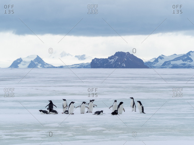 Adelie penguins (Pygoscelis adeliae), on fast ice near Devil Island, Weddell Sea, Antarctica, Polar Regions