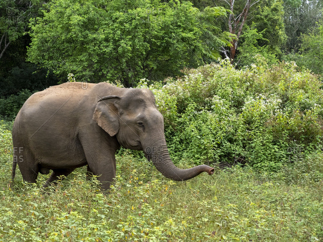An adult Asian elephant (Elephas maximus), feeding in the forest, Yala  National Park, Sri Lanka, Asia stock photo - OFFSET