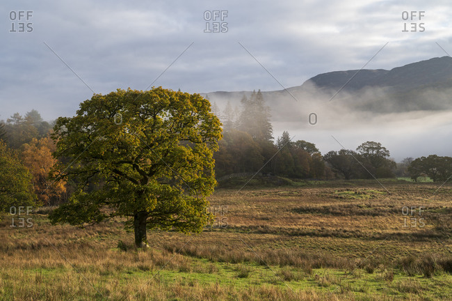 Autumn scene with early morning mist in autumn, Borrowdale, Lake District National Park, UNESCO World Heritage Site, Cumbria, England, United Kingdom, Europe