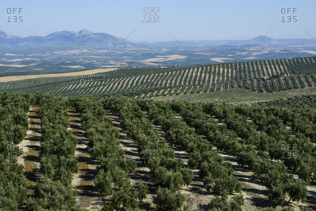 olive trees mountain stock photos - OFFSET