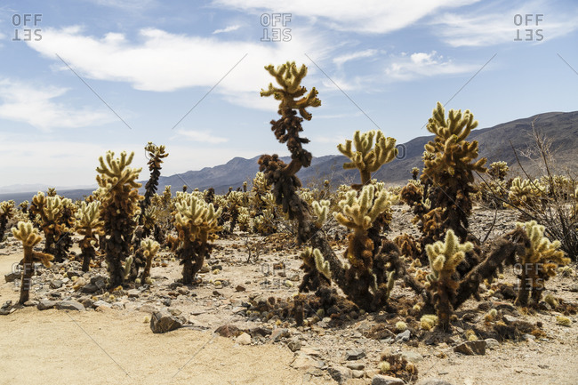 Cholla Cactus Garden in Joshua Tree National Park, Mojave Desert, California, USA