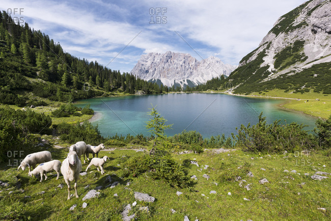 Seebensee with Zugspitze, Wetterstein Mountains, Alps, Tyrol, Austria, Europe