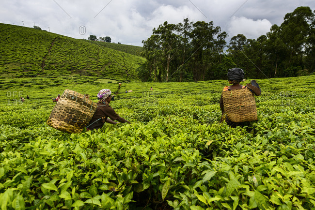 Tea pickers on a tea plantation near Mbeya, Tanzania, Africa Tea ...