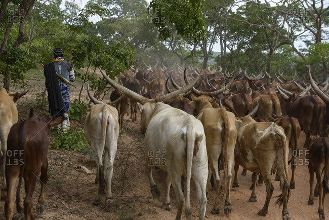 Shepherd of the Sukuma tribe, Western Tanzania, Africa