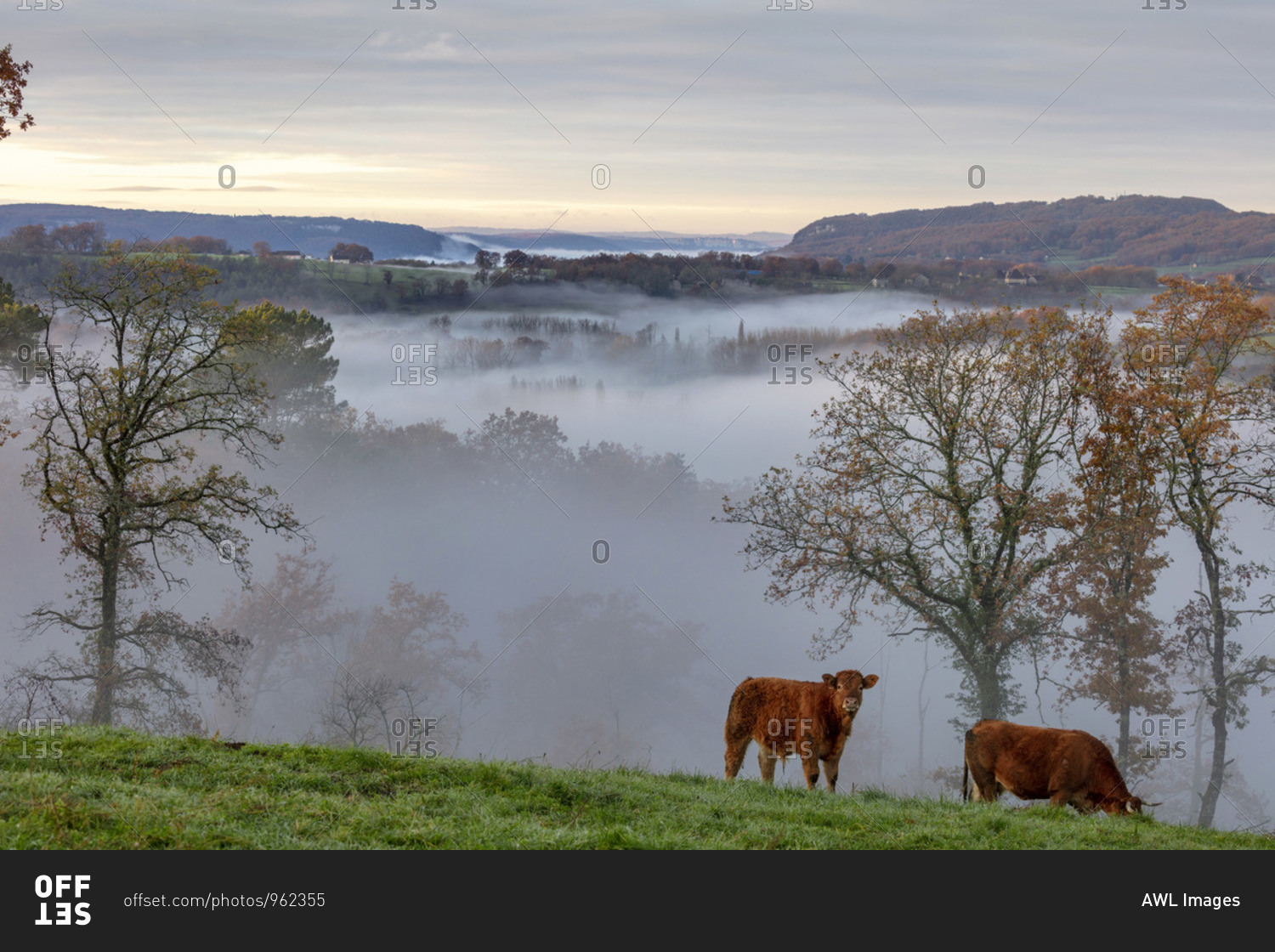 Limousin cows graze in the valley opposite Curemonte village, Curemonte, Correze, Nouvelle-Aquitaine, France