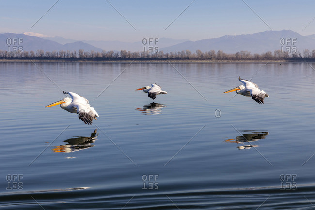 Three Dalmatian pelicans fly on Lake Kerkini, Lake Kerkini National Park, Serres, Greece