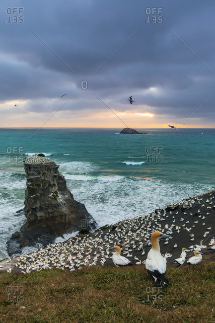 Gannet Colony on a  sea stack at sunset with the sun setting in the ocean on the West Coast near Auckland, North Island, New Zealand