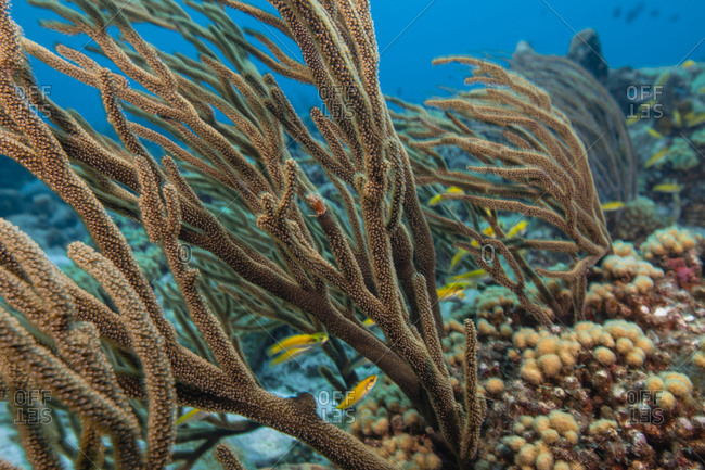 Seascape of soft coral, Curacao