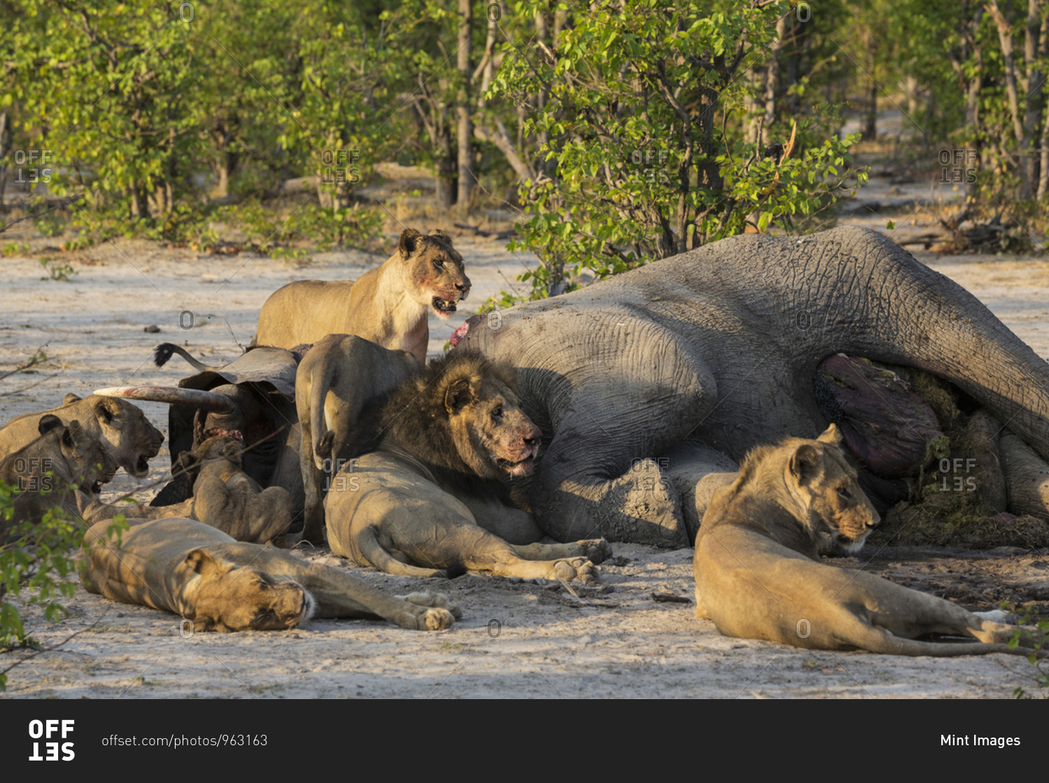Male and female lions feasting on dead elephant, Moremi Reserve, Botswana