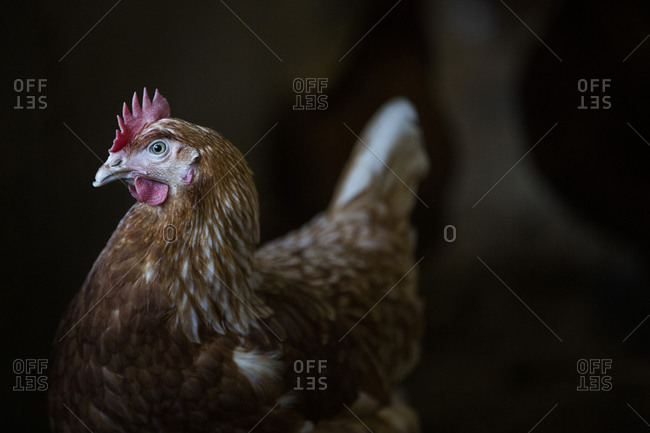 Free range chicken in a hen house.