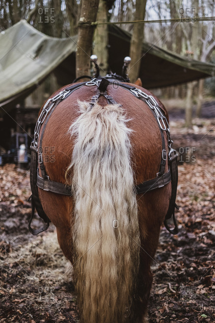 Rear view of brown Comtois horse with silver tail in a forest.