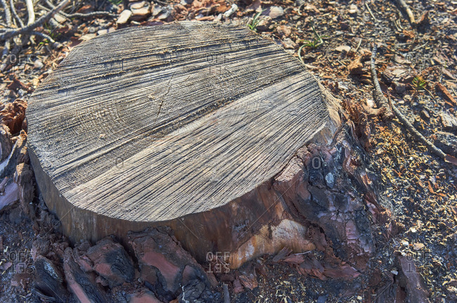 Tree stump from cut pine tree during deforestation in Portugal
