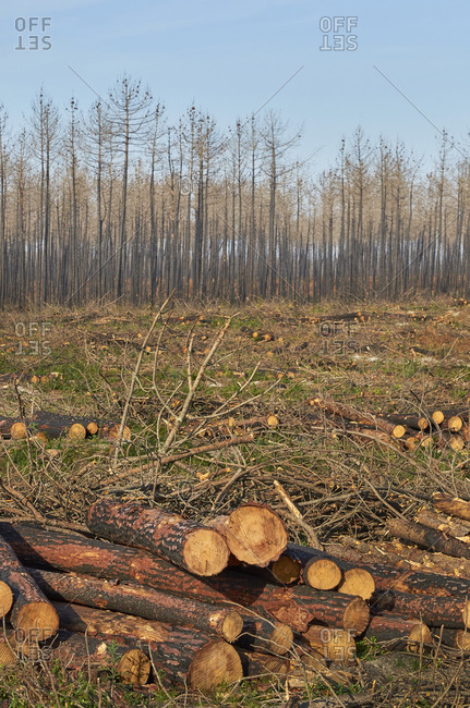 Deforestation by logging industry showing stacks of cut logs from pine forest in Portugal