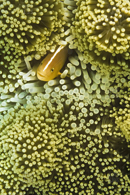 A skunk anemonefish (Amphiprion akallopisos) in a host anemone.