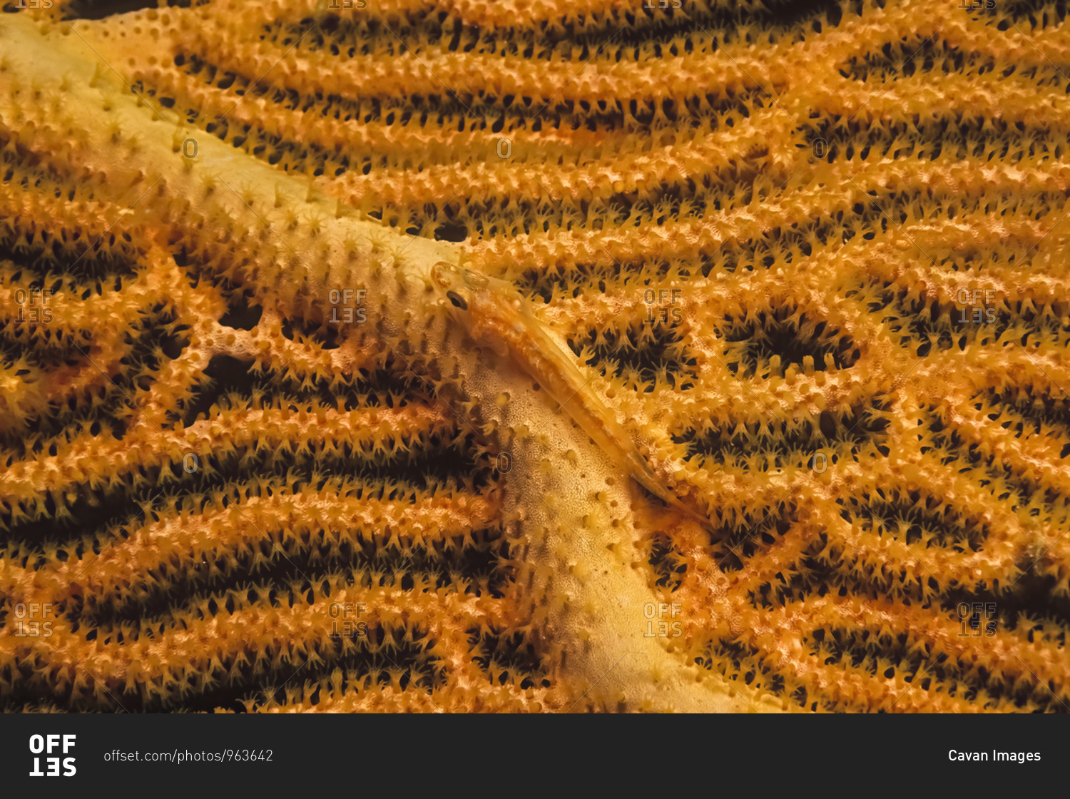 A small orange fish camouflaged on a fan coral in Madagascar.
