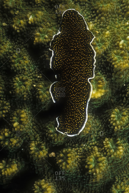 A yellowspot flatworm (Thysanozoon nigropapillosum) on coral.