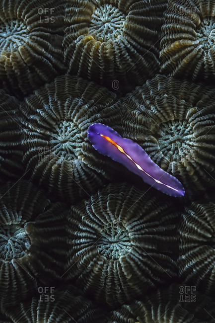 A Bifurcated flatworm (Pseudoceros bifurcus) on hard coral, Madagascar