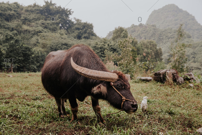 Asian buffalo eating on a green field in Ninh Binh, Vietnam