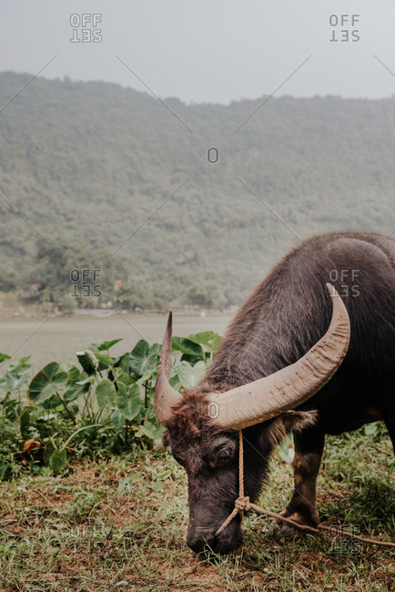 Wild Asian buffalo with big horn. Domestic animals in Vietnam