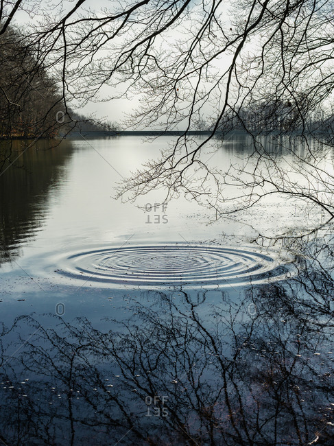 Picturesque scenery of circles on water of pond surrounded by leafless trees in overcast weather