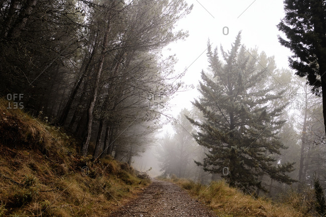 Empty narrow path among coniferous trees leading through foggy forest on cloudy autumn day