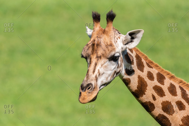 Spotted muzzle of giraffe in field on sunny weather in savanna in summer