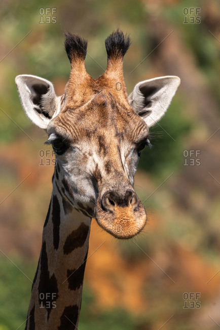 Spotted muzzle of giraffe pasturing in field on sunny weather in savanna in summer