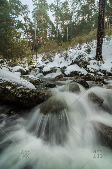 Rapid cascade flow in long exposure passing on uneven mossy mount surface covered with snow and surrounded by forest trees in winter in daylight