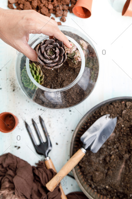 Faceless gardener standing at table and planting succulent in soil in glass flowerpot