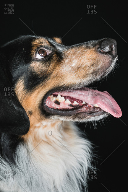 Closeup of cute fluffy mixed breed Bordernese or Border Collie Bernese Mountain Dog Mix with tongue out looking friendly up on black background