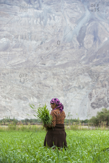 A woman works in the fields in the remote Nubra valley in Ladakh in India