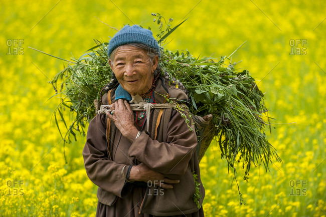 An old Ladakhi woman in a vibrant yellow mustard oil field carries fodder to feed to animals