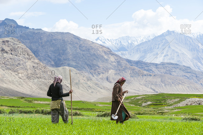 Ladakh, India - July 3, 2011: Women work with irrigation tools to even the flow of water into their wheat field
