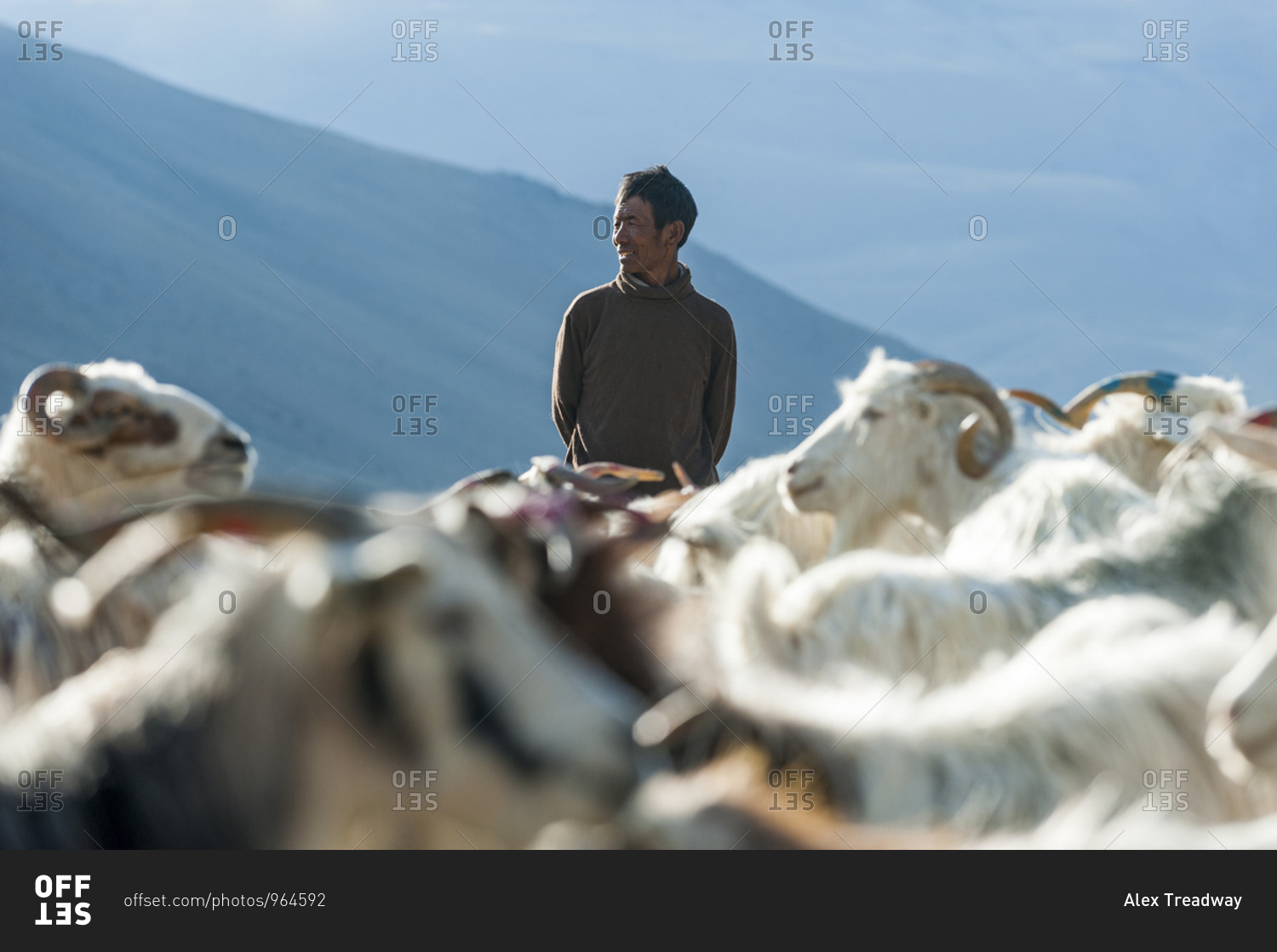 A nomad gathers his flock of sheep and goats in the morning