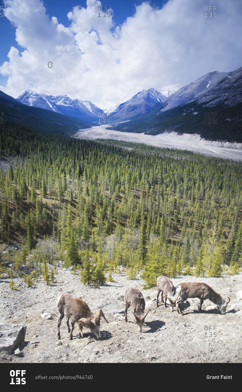 Rocky mountain big horn sheep on cliff side, Pink Mountains Region, British Columbia, Canada