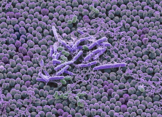 Bacteria from a human beard. Colored scanning electron micrograph (SEM) of bacteria cultured from a human beard. A European study has found that the average man's beard is more replete with human-pathogenic bacteria than the dirtiest part of a dog's fur. There are around 1000 species of bacteria from 19 phyla found on human skin. Skin flora is usually non-pathogenic, and either commensal (not harmful to their host) or mutualistic (offer a benefit). Magnification: x4000 when printed at 10cm wide.