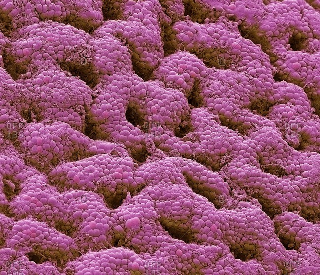 Stomach lining. Colored scanning electron micrograph (SEM) of the glandular lining (mucosa) of the stomach. The gastric mucosa secretes the digestive enzymes and hydrochloric acid. This surface epithelium of simple columnar cells secretes mucus, while the gastric glands are the pits seen in this epithelium. From these pits digestive enzymes are produced. Thousands of these glands line the stomach wall. On the larger scale, the stomach mechanically churns food around, while on this scale, gastric juices act to chemically break down the food. This thick lining and large amounts of mucus protect the stomach from these digestive processes. Magnification: x800 when printed at 10cm wide.