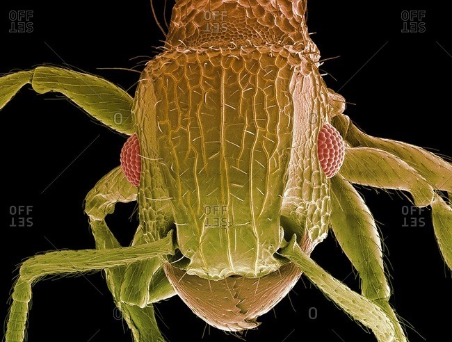 Ant head. Colored scanning electron micrograph (SEM) of the head of an ant (family Formicidae). showing its large compound eyes (red) and jaws. Magnification: x50 when printed 10 centimeters wide.