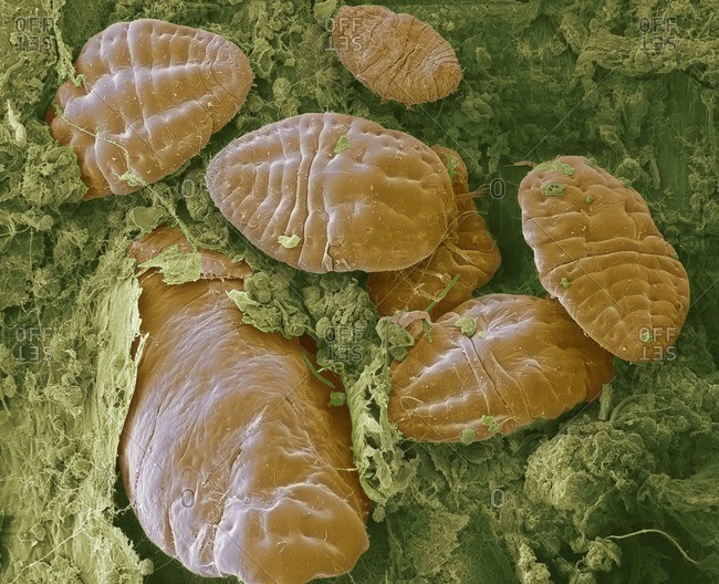 Scale insects. Colored scanning electron micrograph (SEM) of scale insects (superfamily Coccoidea) on a leaf. This pest feeds on the plant's sap. It secretes a powdery wax coating that protects it against pesticides and predators. Magnification: x50 when 
