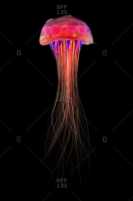 3D Rendered illustration- jellyfish on black background