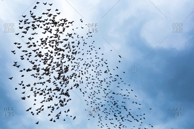 Georgia- Low angle view of flock of birds flying against sky