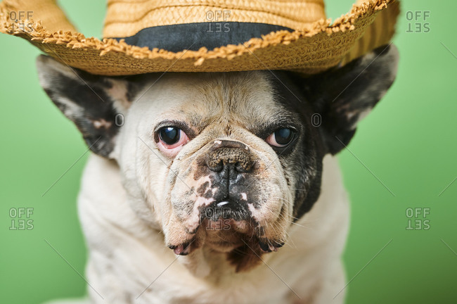 Studio portrait of white French Bulldog wearing cowboy hat