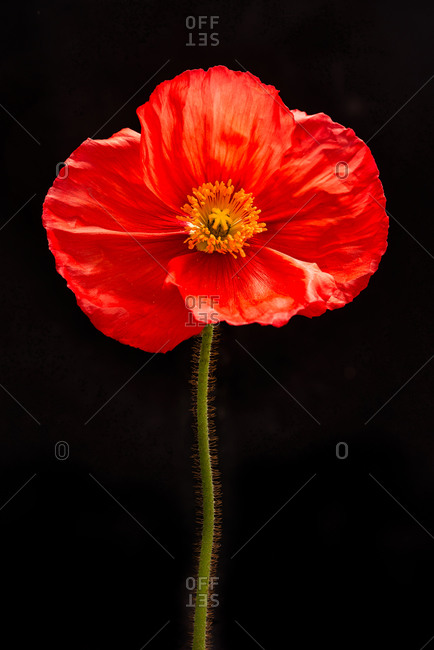 Studio Close-up of a papery Red Poppy flower on black background